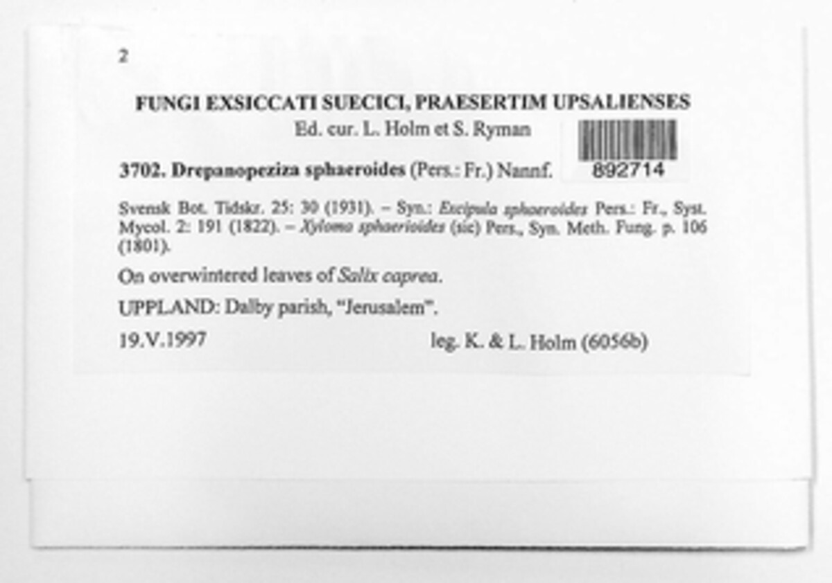 Drepanopeziza sphaeroides image